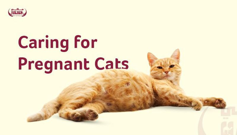 Caring for Pregnant Cats: All You Need To Know